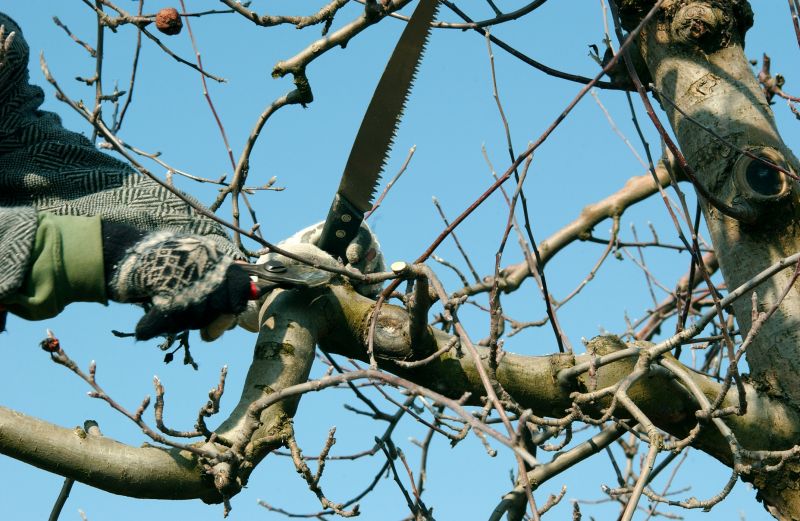 Apple Tree Pruning in Reno, NV