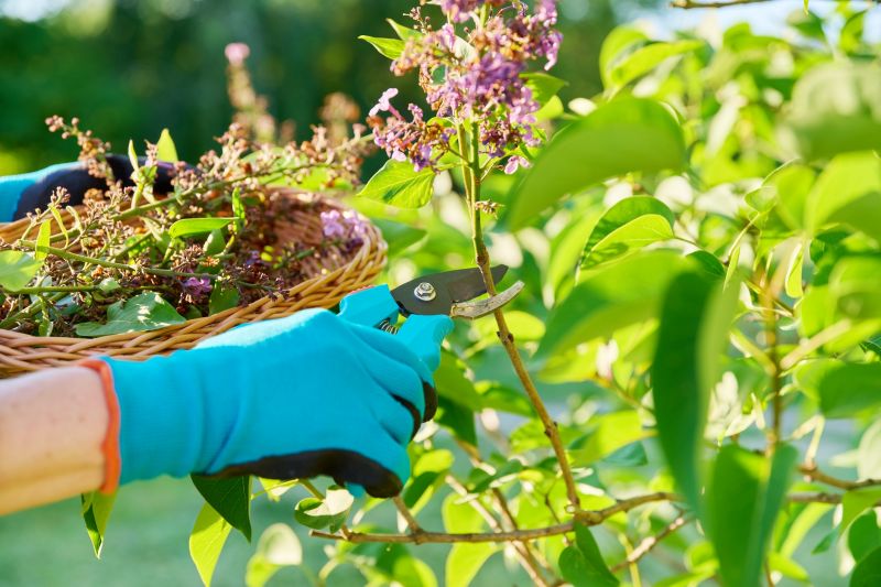 Azalea Pruning in Aiken, SC