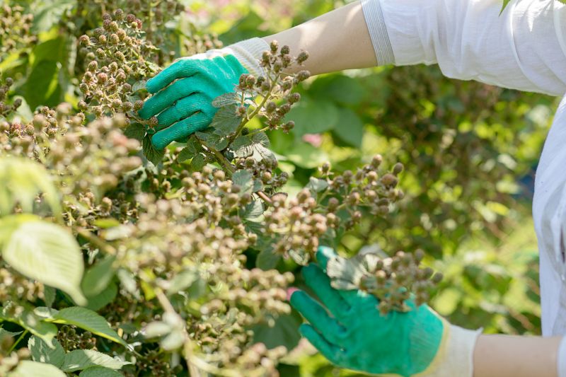 Blackberry Bush Removal in Honolulu, HI