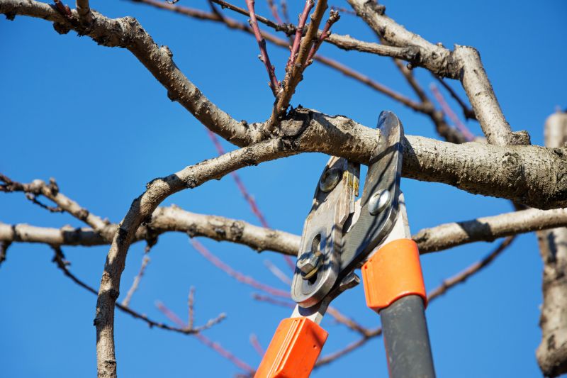 Branches Pruning in Doylestown, PA