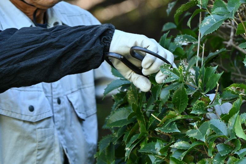 Butterfly Bush Pruning in Aiken, SC