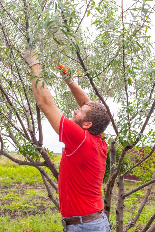 Canopy Pruning in San Jose, CA