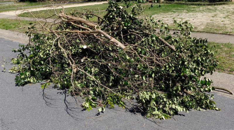 Dead Branch Removal in Reno, NV