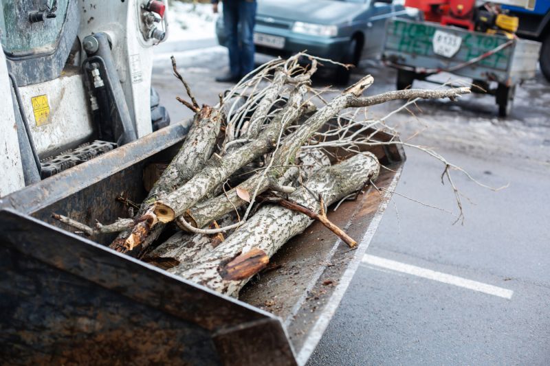 Dead Branch Removal in San Jose, CA