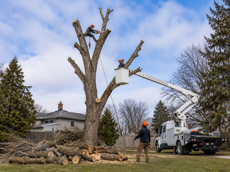 Dead Tree Removal in Doylestown, PA