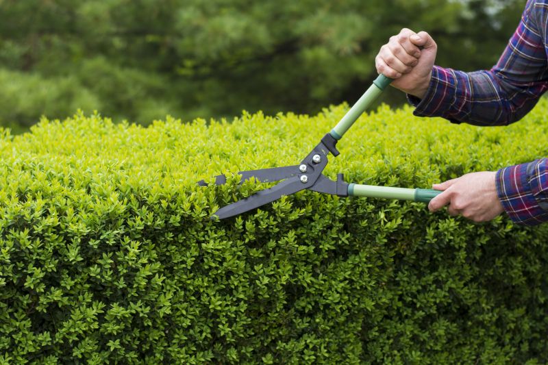 Evergreen Hedge Trimming in Rockwall, TX