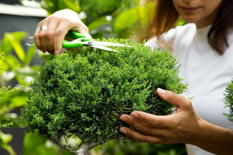 Juniper Pruning in Ventura County, CA