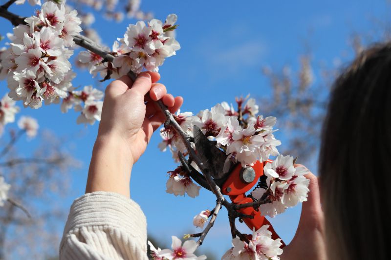 Magnolia Tree Pruning in San Jose, CA