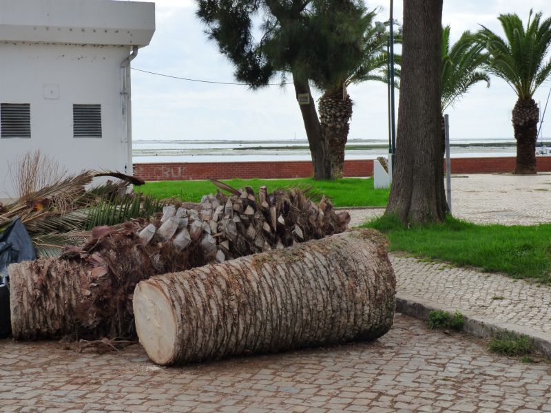 Palm Tree Removal in San Jose, CA