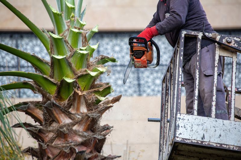 Palm Tree Trimming in Reno, NV