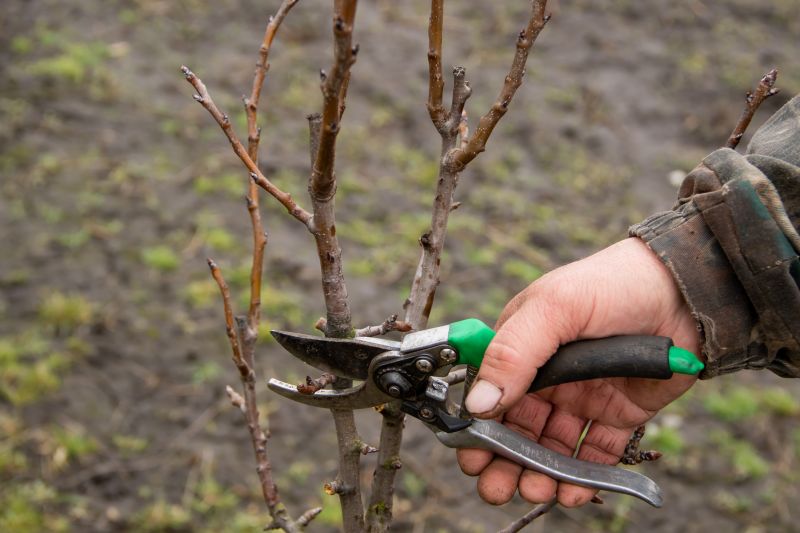 Peach Tree Pruning in Pottstown, PA
