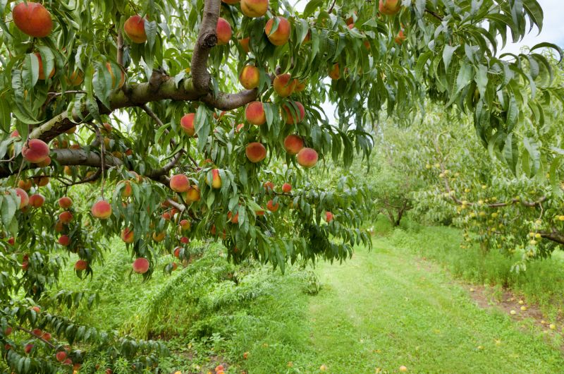 Peach Tree Pruning in Doylestown, PA