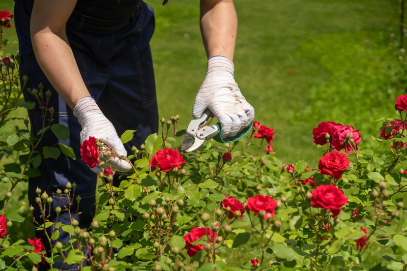 Local Rose Bush Pruning pros at work