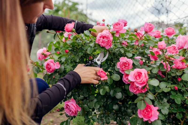 Rose Bush Pruning in Rockwall, TX