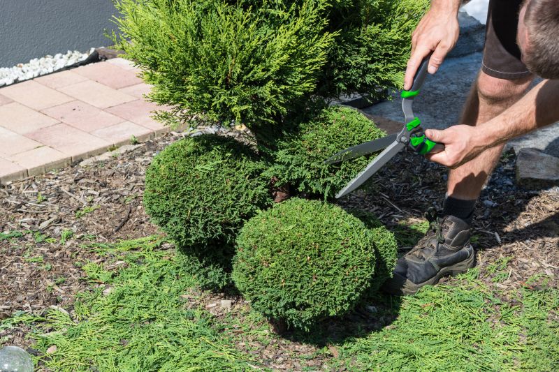 Shrub Pruning in Ventura County, CA