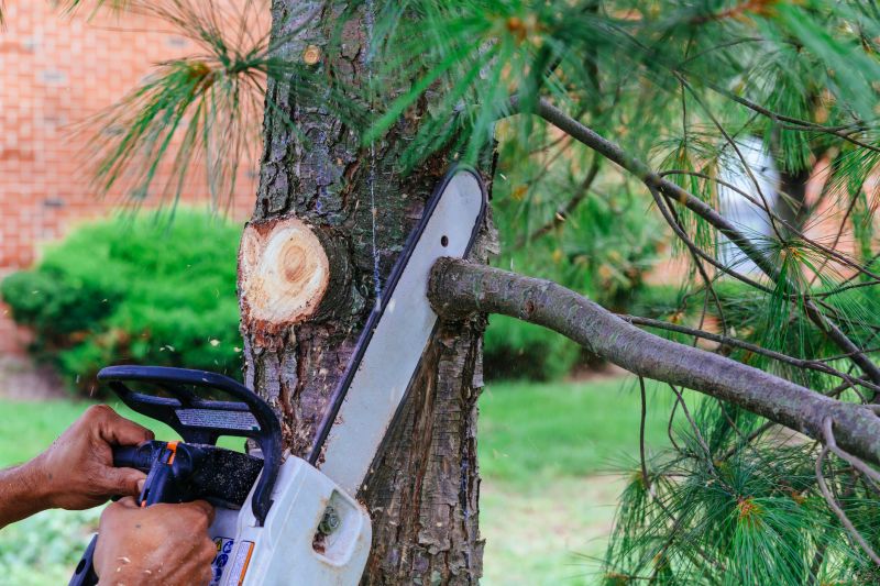 Tree Branch Cutting in Doylestown, PA