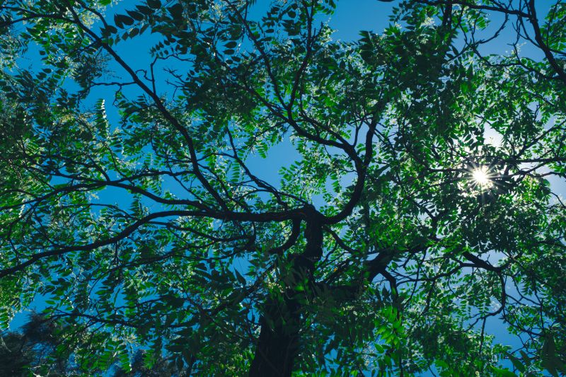 Tree Canopy Thinning in Pottstown, PA