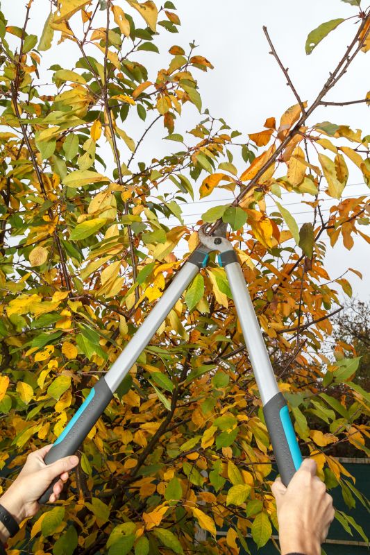 Apple Tree Pruning in Reno, NV