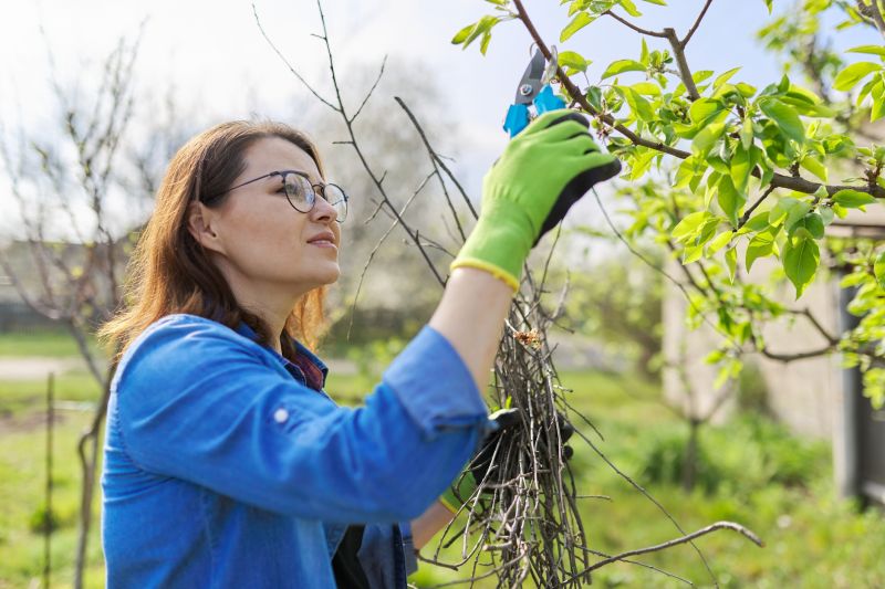 Apple Tree Pruning in Reno, NV
