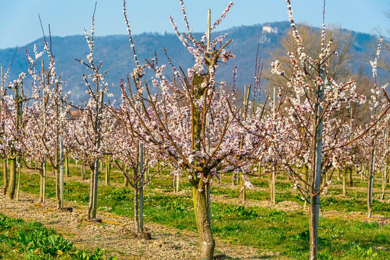 Apple Tree Pruning in San Jose, CA