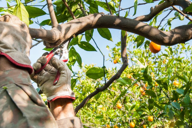 Apple Tree Pruning in Doylestown, PA