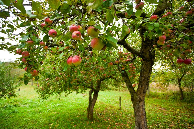 Apple Tree Pruning in Doylestown, PA