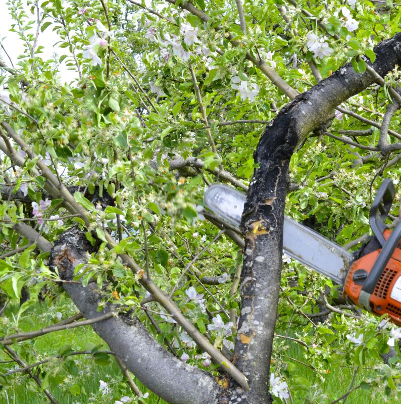 Apple Tree Removal in Doylestown, PA