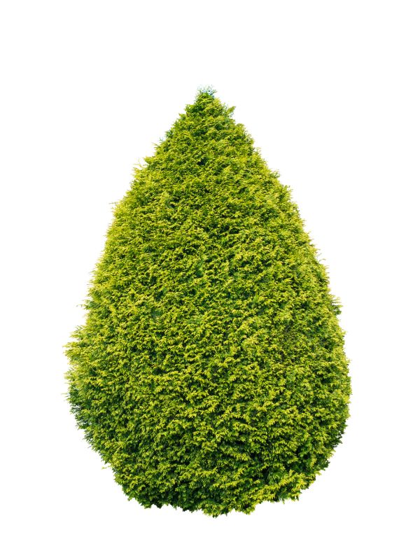 Arborvitae Pruning in Rockwall, TX
