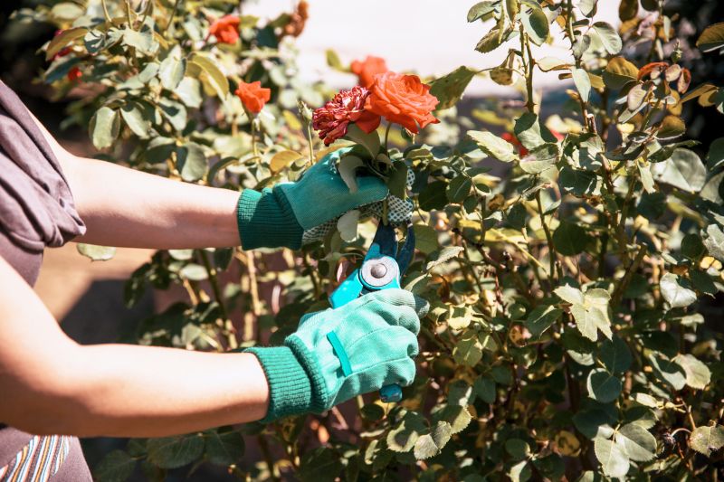 Azalea Pruning in Honolulu, HI