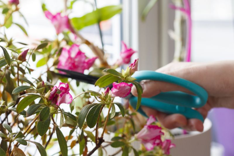 Azalea Pruning in Aiken, SC