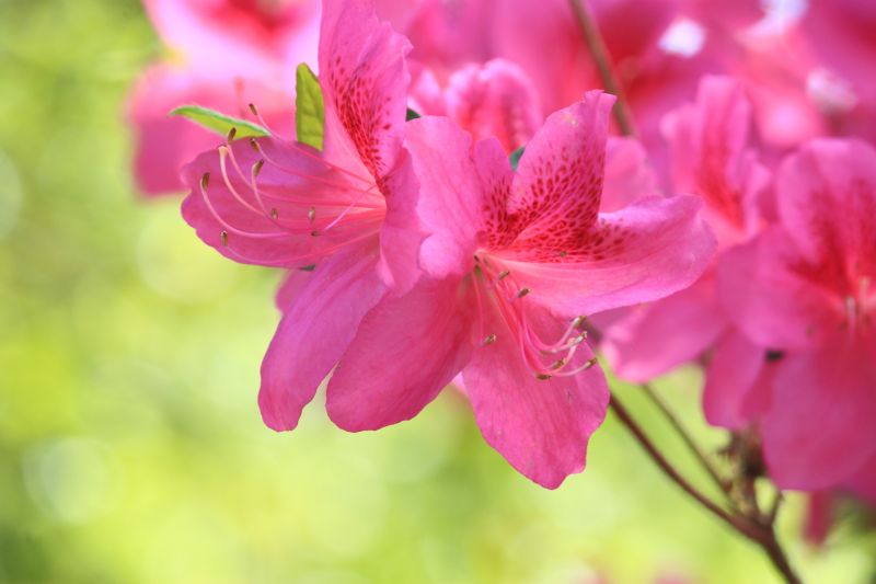 Azalea Pruning in Aiken, SC