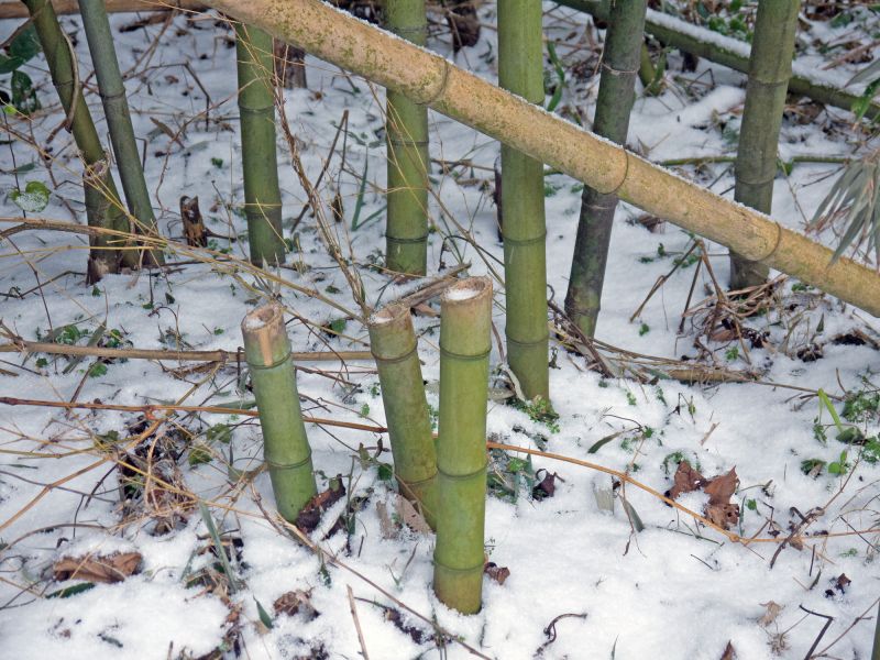 Bamboo Stump Removal in Calvert County, MD