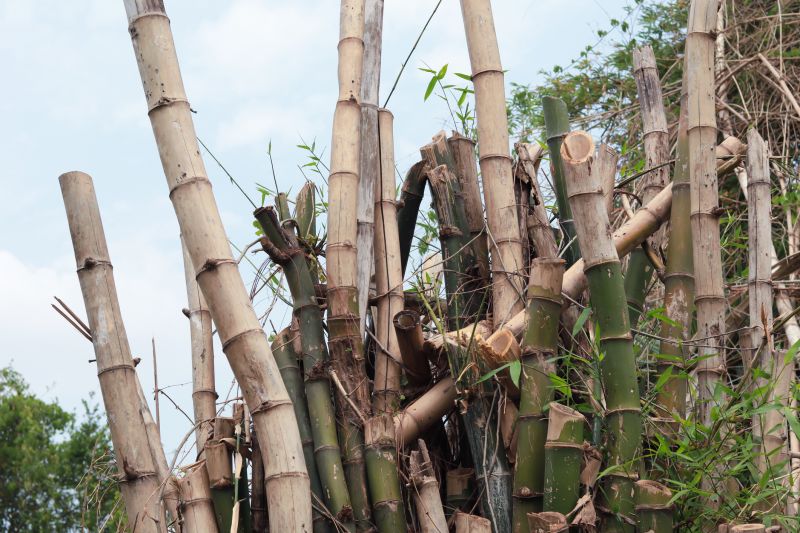 Bamboo Trimming in Rockwall, TX