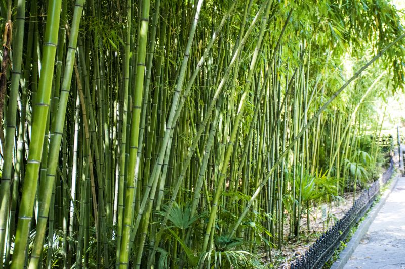Bamboo Trimming in Honolulu, HI