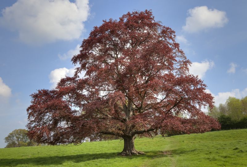 Beech Tree Pruning in San Jose, CA