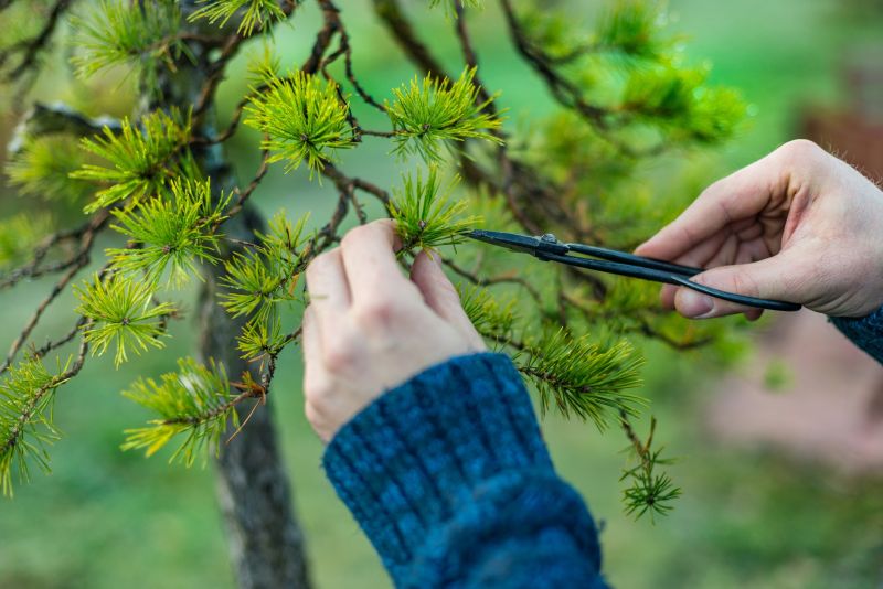Beech Tree Pruning in Reno, NV