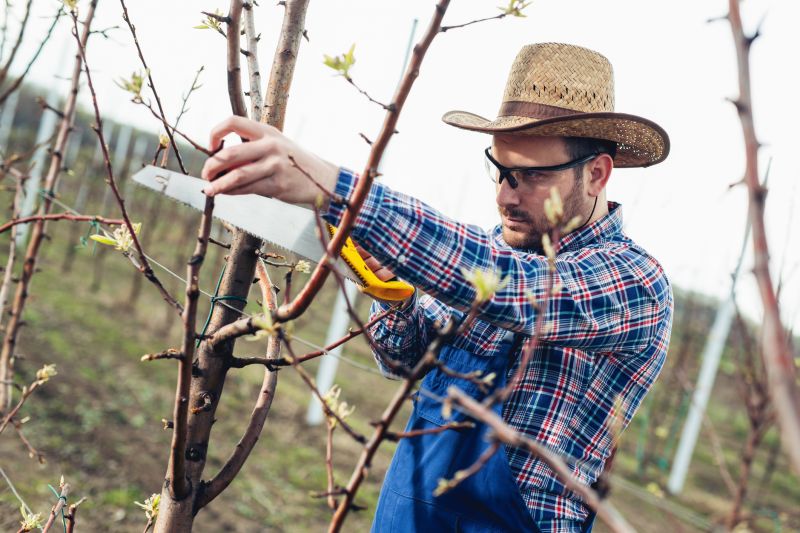 Beech Tree Pruning in Doylestown, PA
