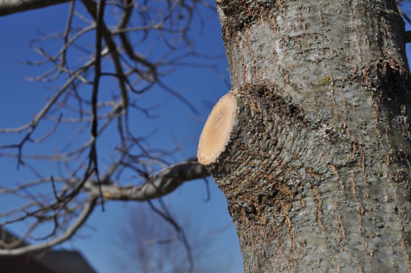 Beech Tree Pruning in Doylestown, PA