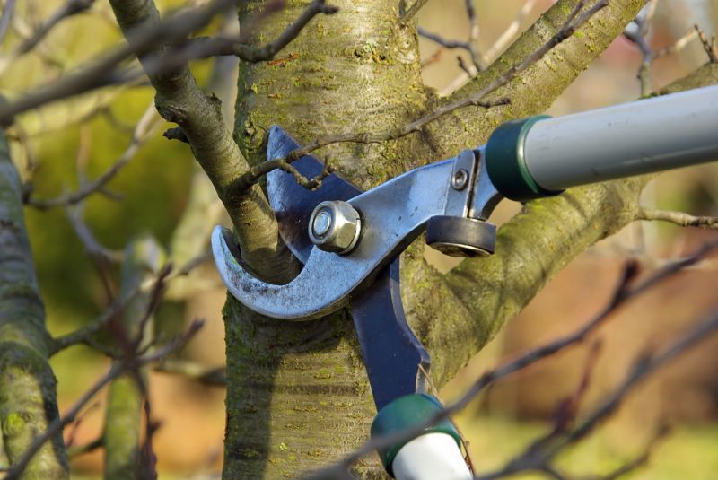 Birch Tree Pruning in Reno, NV