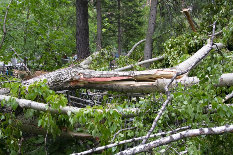 Birch Tree Removal in San Jose, CA