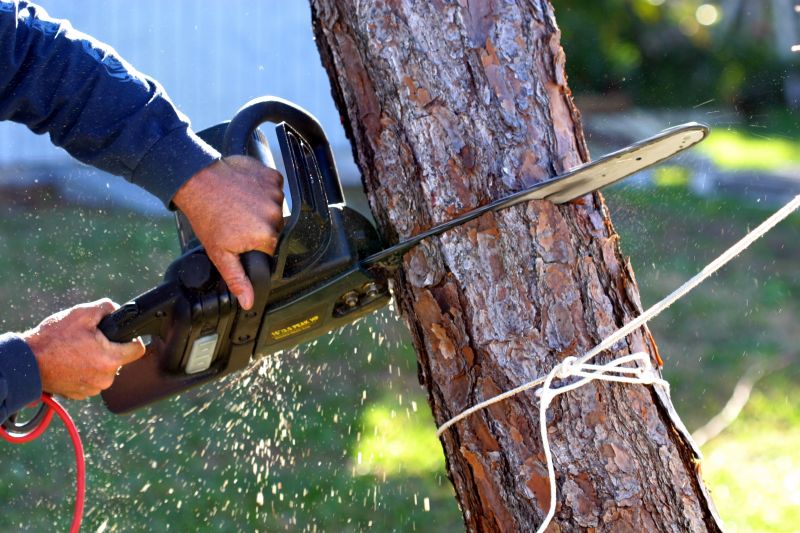 Birch Tree Removal in Doylestown, PA