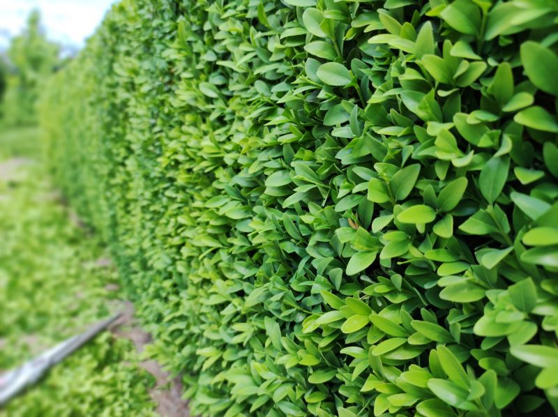 Boxwood Trimming in Aiken, SC