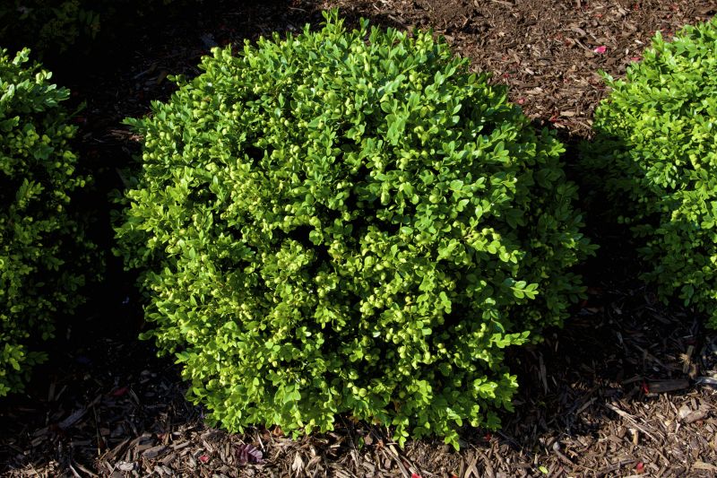 Boxwood Trimming in Ventura County, CA
