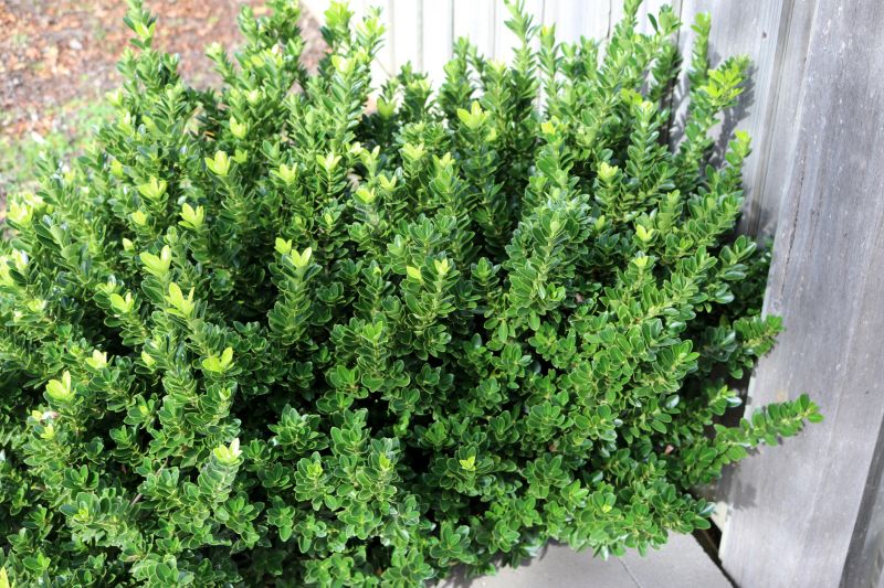 Boxwood Trimming in Ventura County, CA