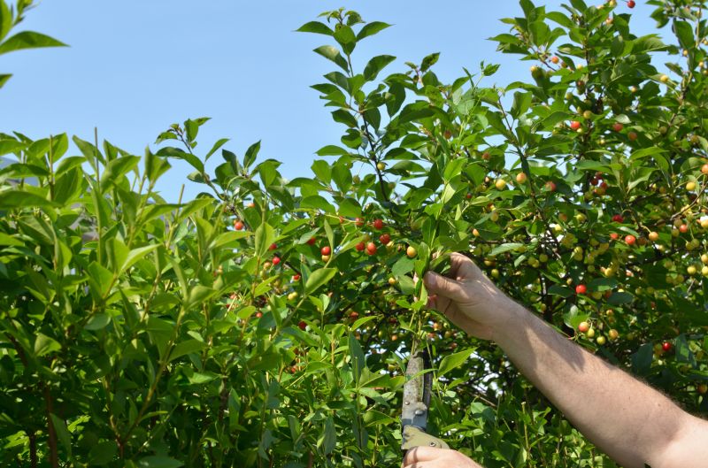 Branches Pruning in Pottstown, PA