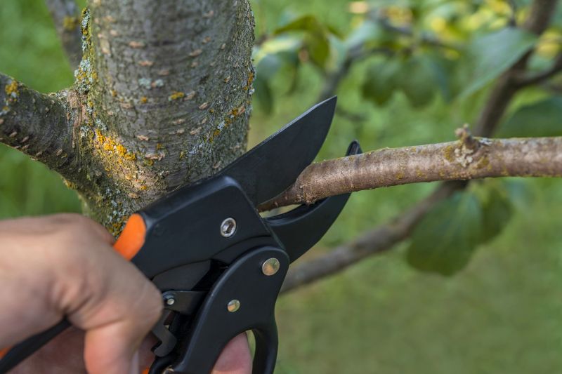 Branches Pruning in San Jose, CA