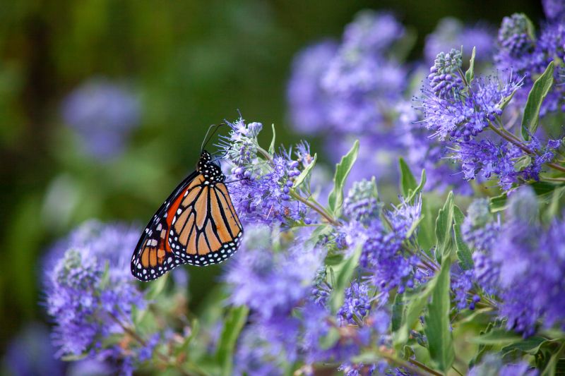 Butterfly Bush Pruning in Ventura County, CA