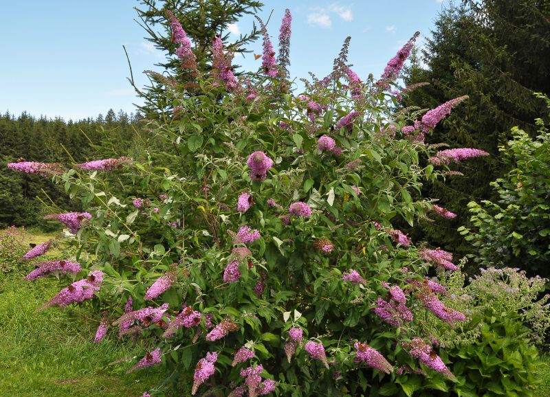 Butterfly Bush Pruning in Aiken, SC