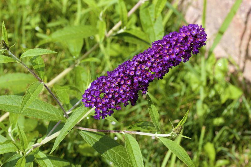Butterfly Bush Pruning in Rockwall, TX
