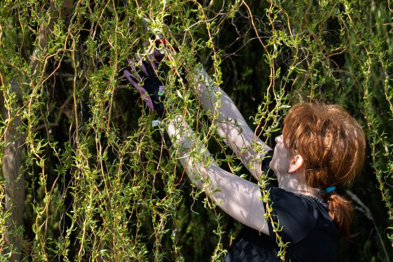 Canopy Pruning in San Jose, CA